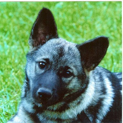 Profile Picture of Stahrbnyc@gmail.com (@shippy_kenneth) on Twitter