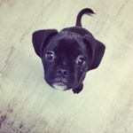 Profile Picture of Bruce & Vincent (@brucethepugalier) on Instagram