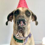 Profile Picture of PIPER (@piper.dane) on Instagram