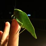 Profile Picture of Carley Jo (@icarley.asmr) on Instagram