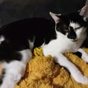 Harvey Bevan - Youtube Profile Picture of Harvey Bevan (@HarveyBevan-o4d) on Youtube