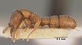 Profile Picture of Stigmatommaon Wikipedia