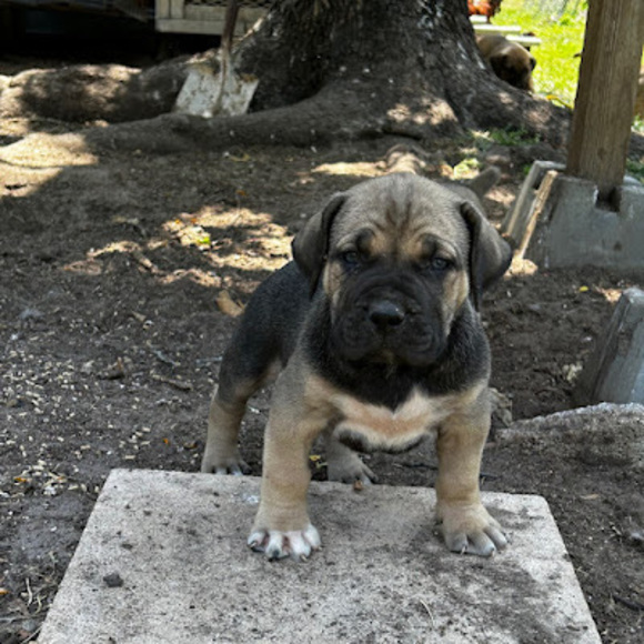 Profile Picture of Kevin Polite (@im2polite) on Poshmark