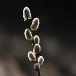 Profile Picture of Claire Vimala Anderson (@claire-vimala) on Flickr