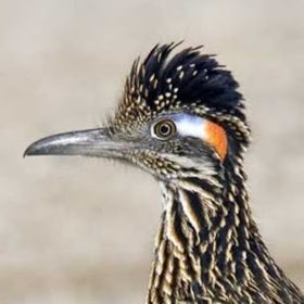 Profile Picture of Joshua Massie (@jmassie3490) on Pinterest