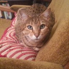 Profile Picture of David Townson (@Quizman1967) on Twitter