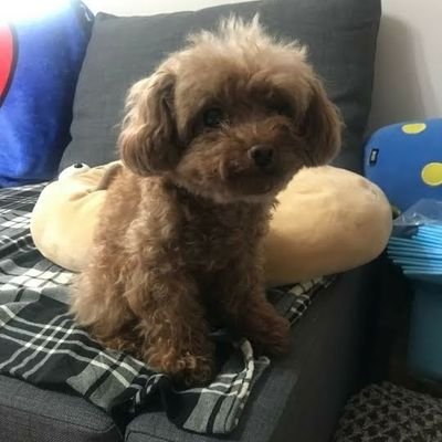 Profile Picture of Bryan Kong (@BryanKong17) on Twitter