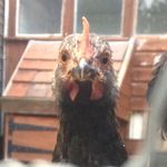 Profile Picture of Nicholas Fisher (@green_twig) on Instagram