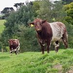 Profile Picture of Chester Shorthorns (@chestershorthorns) on Instagram