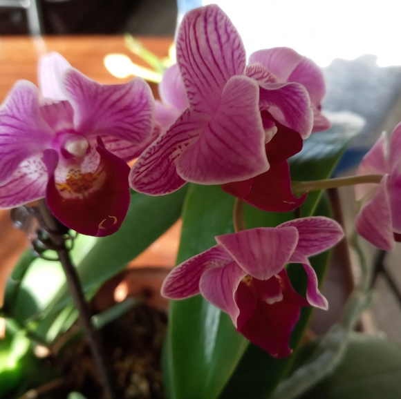 Profile Picture of Tina Meyer (@tinamom6) on Poshmark