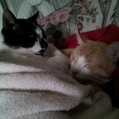 Profile Picture of JoAnn Wayman (@JoAnnWayman1943) on Twitter