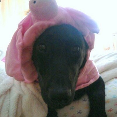 Profile Picture of Allison Hamm (@AlliHamm) on Twitter