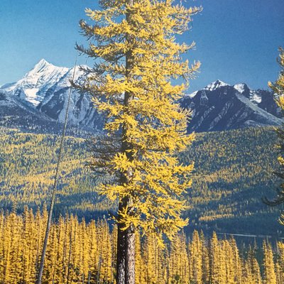 Profile Picture of Francine Wade (@France1856) on Twitter