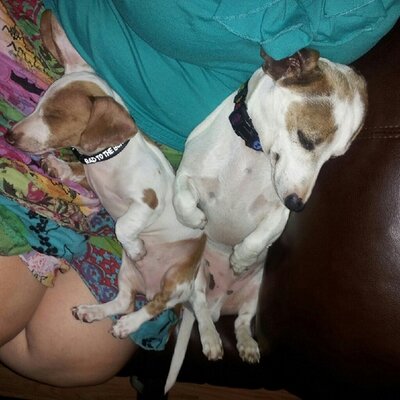 Profile Picture of Jodi (@weiner_dog_lady) on Twitter