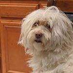 Profile Picture of Brian Kwong (@brianphotos_709) on Instagram