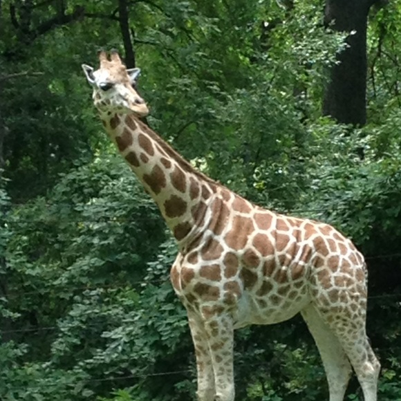 Profile Picture of Jessica Lakoske (@lakoskej) on Poshmark