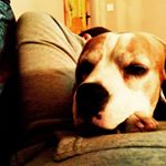 Profile Picture of Tom Cheasty (@tomcheasty) on Instagram