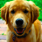 Profile Picture of Tim Cox (@Tamana Moroca) on Flickr