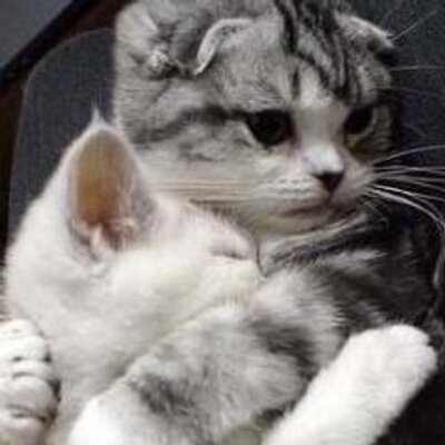 Profile Picture of Hoi Ching (@ching_iris) on Twitter