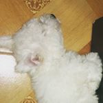 Profile Picture of Bianco Felix (@bianquito28) on Instagram