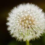 Profile Picture of Maicee Heterick (@maiceecoralphotography) on Instagram