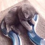 Profile Picture of Joellen Halpin (@joellen_halpin.8howw5t) on Instagram