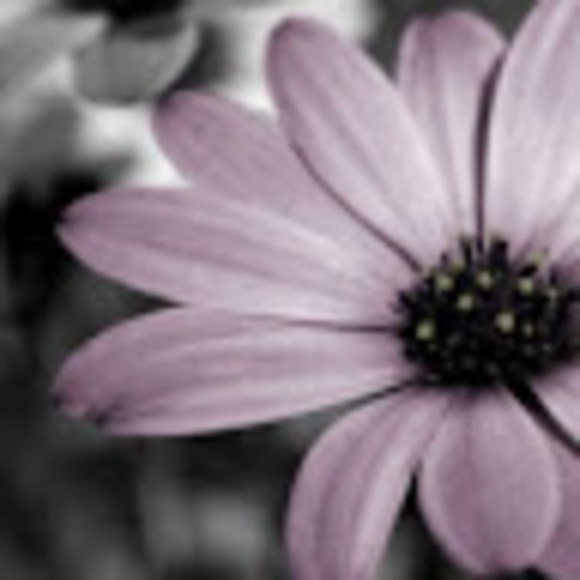 Profile Picture of Debbie Alexander (@debbiealexan535) on Poshmark