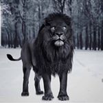 Profile Picture of 👑Gudu-Kasa👑 (@dannyaddiss) on Instagram