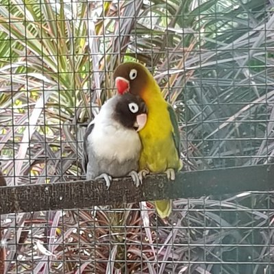 Profile Picture of Mary Snidvongs (@li55ie5) on Twitter