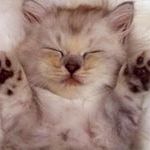 Profile Picture of Lori Devlin (@devlin2371) on Pinterest