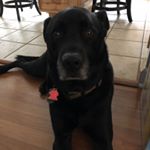 Profile Picture of Jason Gasiorowski (@gene_o_dogg) on Instagram