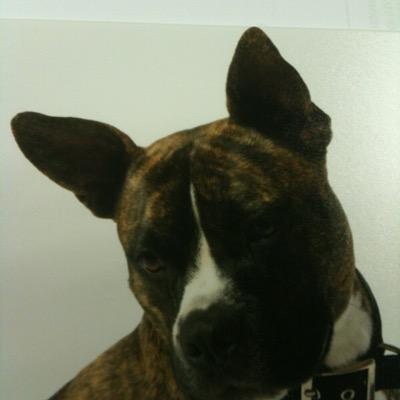 Profile Picture of Laurie Barnett (@laurie_barnett) on Twitter