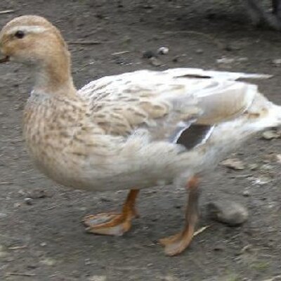 Profile Picture of Daniel Rooke (@DanielRookeFake) on Twitter