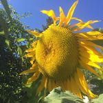 Profile Picture of Heather Chase (@restorativegarden) on Instagram