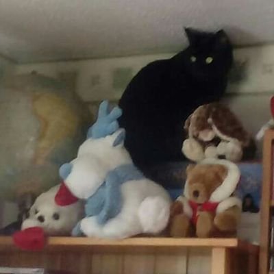 Profile Picture of Little Bear Max (@LittleBearMax1) on Twitter