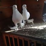 Profile Picture of Sean Bermingham (@berminghamsean) on Instagram