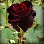 Profile Picture of زهرا بانکش_دانشجو🎓 (@zahrabanksh) on Instagram