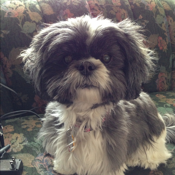 Profile Picture of Lisa Papapietro (@lisanicole02) on Poshmark