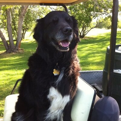 Profile Picture of Diana Hudon (@woodturfgirl) on Twitter