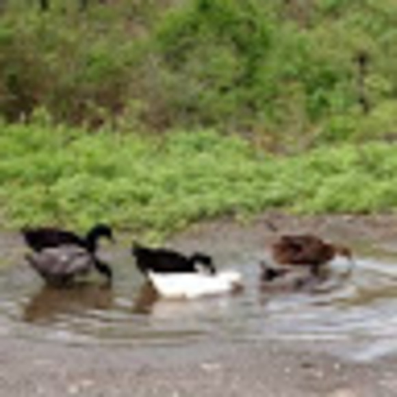 Profile Picture of Paul Frascatore (@paulfra) on Poshmark