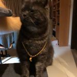 Maged Shaker - Instagram Profile Picture of Maged Shaker (@magshaker) on Instagram