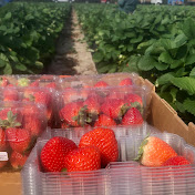 Profile Picture of Edwardo Cabrera (@edwardocabrera7953) on Youtube