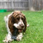 Profile Picture of Roy • (@roy.thespringer) on Instagram