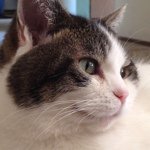 Profile Picture of Rashida Beth Tessler (@tesslerdesign) on Instagram