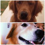 Profile Picture of Bob e Barney ❤️🐶 (@bob_barney_jlrr) on Instagram