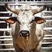 Profile Picture of Zachary Clouse (@26zclouse) on Pinterest