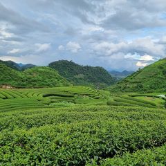 Profile Picture of Vuong Dao (@vuong.dao01) on Tiktok