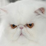 Profile Picture of Adriano  Clari (@adriano clari) on Flickr