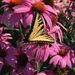 Profile Picture of Cathy Nadeau (@catiebug) on Pinterest