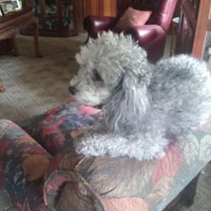 Profile Picture of Bobbie White (@bobbiewhite710) on Twitter